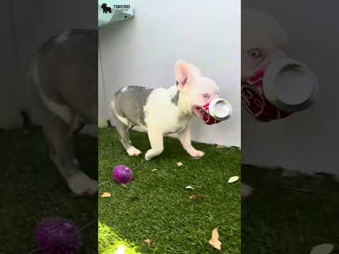 Video 1