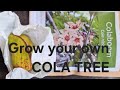 How To Grow A Cola Tree From Seed Kola Tree
