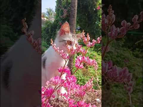 kitu and flowers 💐 😍