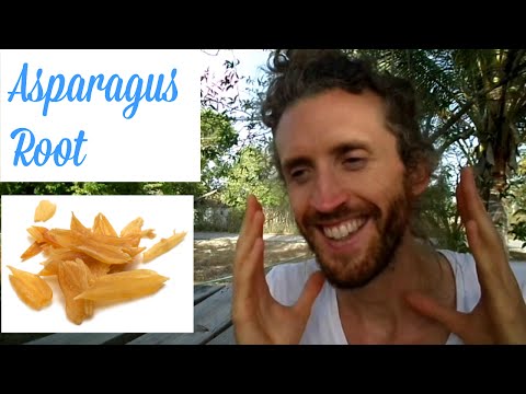 download lagu mp3 mp4 Chinese Asparagus Root, download lagu Chinese Asparagus Root gratis, unduh video klip Chinese Asparagus Root