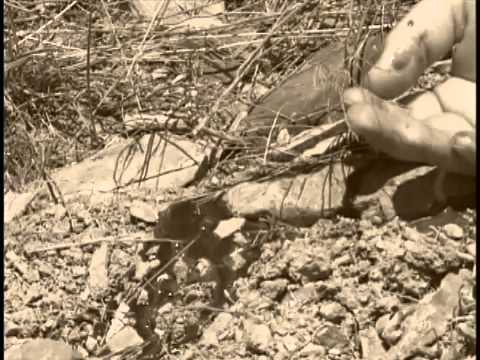 The Forgotten Gunfighters: The Pleasant Valley War