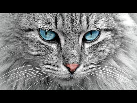 FUNNY cats 🥰 puppies & babies- kitties