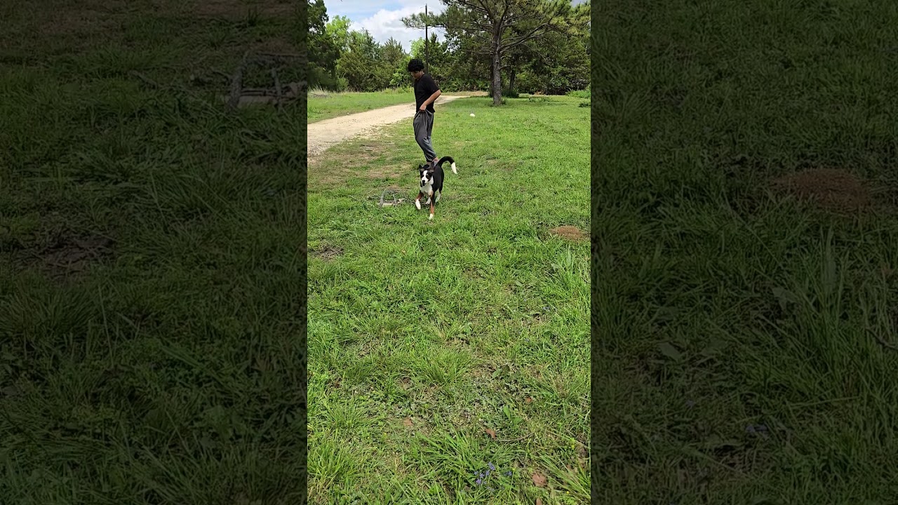 Enlarge Loki, a ADOPTABLE mixed breed in Irving, TX video 2/3