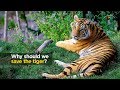 Why Should We Save The Tiger
