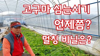 고구마 심는시기 멀칭 비닐