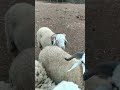 طريقة عجيبة لتقويم قرون الخروف وتجنب ثاثيرها على الجمجمة/la correction des corne du mouton