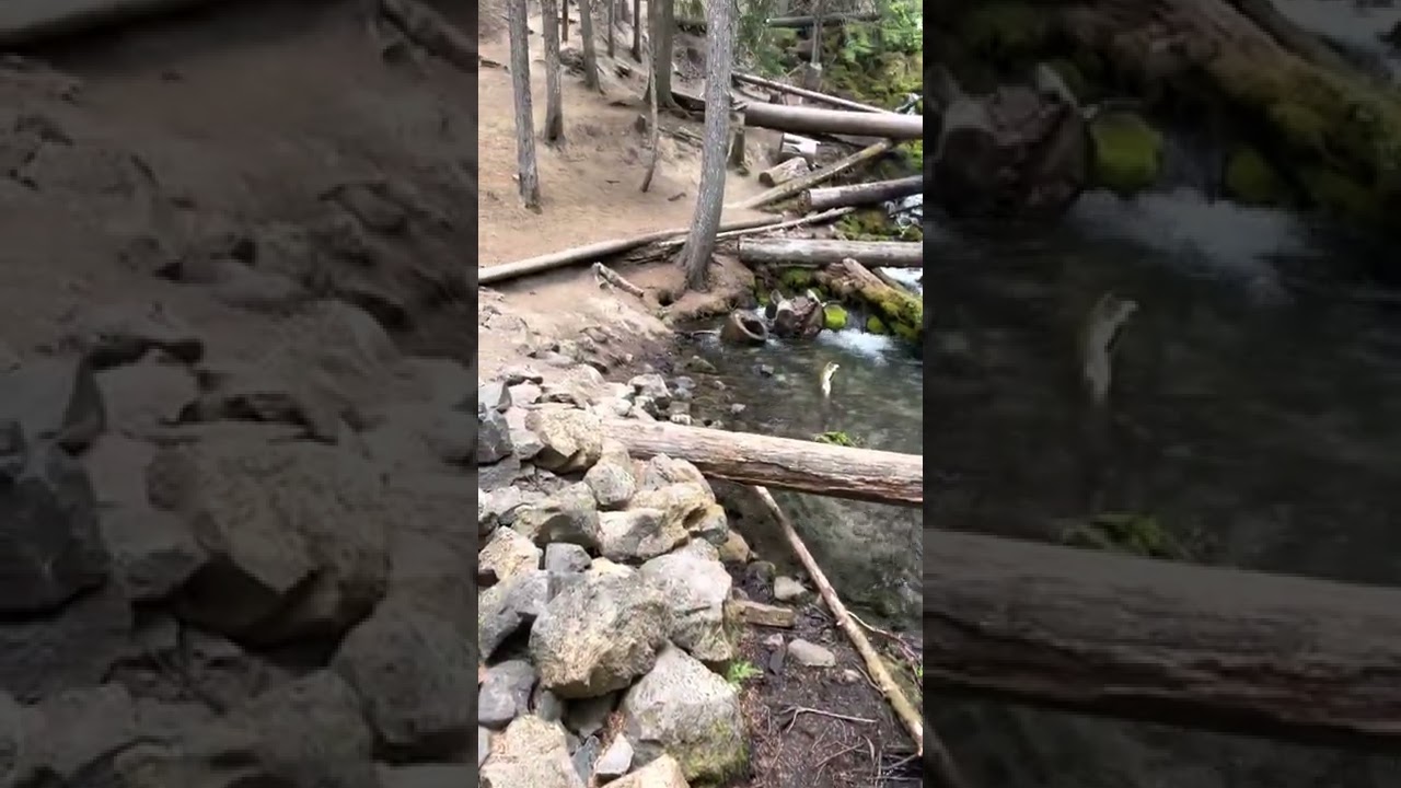 Clearwater Falls Campground, Oregon