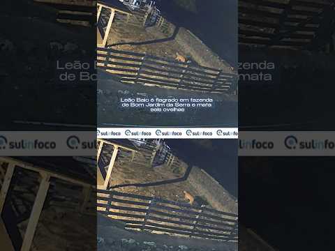 Leão Baio é flagrado em fazenda de Bom Jardim da Serra e mata seis ovelhas