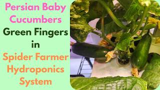Green Fingers Persian Baby Cucumbers in Spider Farmer Hydroponics System, Parthenocarpic