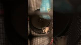 Sugar Glider Rodents Videos