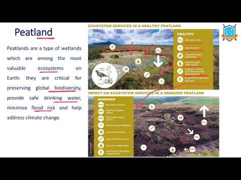 What is Peatland ? || Peatland అంటే ఏమిటి?