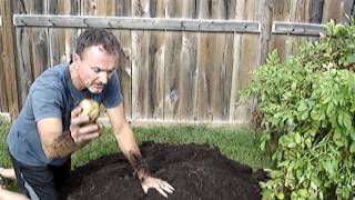 Fall potato harvest from the potato box