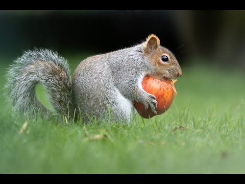 Deppe's Squirrel in Costa Rica
