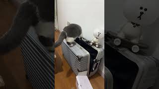 Download lagu Part 41 #funny #cat#OddlySatisfying mp3