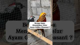 Download lagu Berapa Lama Menetaskan Telur Ayam Golden Pheasant ? #goldenpheasant #hewanpeliharaan #shorts mp3