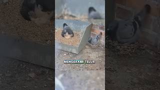 Download lagu Demi Telurnya Merpati Ini Bersarang Disamping Burung Elang #shortvideo #faktaunik #animals mp3 Download lagu Demi Telurnya Merpati Ini Bersarang Disamping Burung Elang #shortvideo #faktaunik #animals mp3