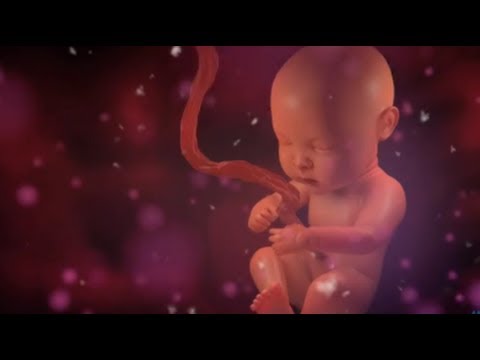 BPA Poisons Shared in Utero