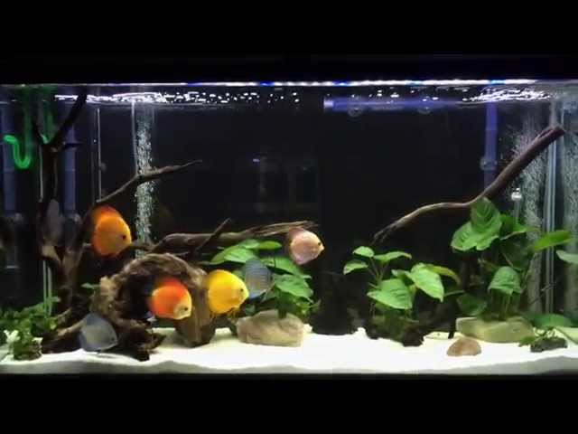 My Discus tank 75 gallon