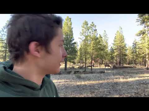 Grizzly Bear Spotted at the Grand Canyon