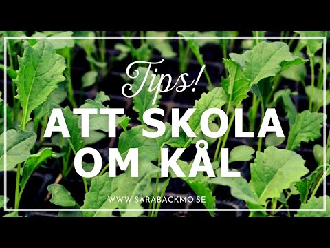 Tips för att skola om kål