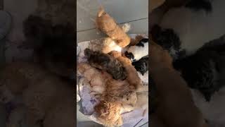 Pyredoodle Puppies Videos