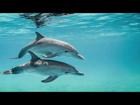 Delfín Vuii - vydání ilustrované pohádky