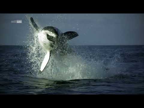 Waffen der Tiere (3/3): Unter Wasser Doku (2021)