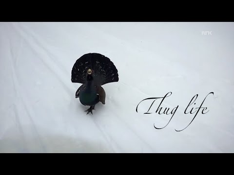 Thug life turkey