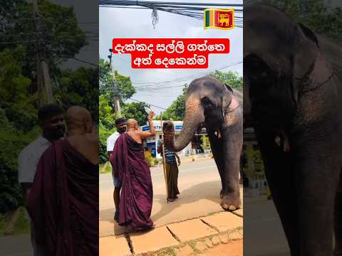 හාමුදුරුවොත් බය වුනා බීපු බීමට 😲😱 #new #highlights #trending #elephant #viral #shorts