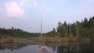 preview picture of video 'Pine Barren Trip 2011 - Carnivorous Plants'