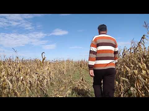 Hotii au furat culturile de porumb - Contesti