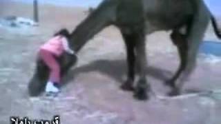 Friendship Between Camel And Girl By DR USMAN
