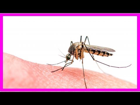 Neues Gesundheitsrisiko: Eingewanderte Tiger-Mücken Übertäger schwerer Infektionsrankheiten
