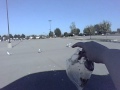 Seagulls In Muncie