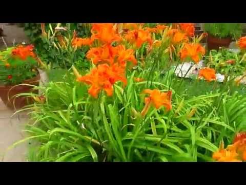 Лилейники (Hemerocallis) – это садовые цветы