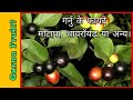 ( Hindi ! ) Garnu plant benefits | Uses  of Garnu fruit (Carissa Spinarum) #nutrition