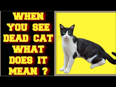 WHEN YOU SEE A DEAD CAT WHAT DOES IT MEAN ?