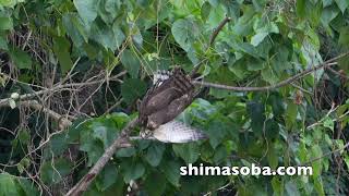 カンムリワシ幼鳥、ハヤブサ、サシバの戦い(動画あり)