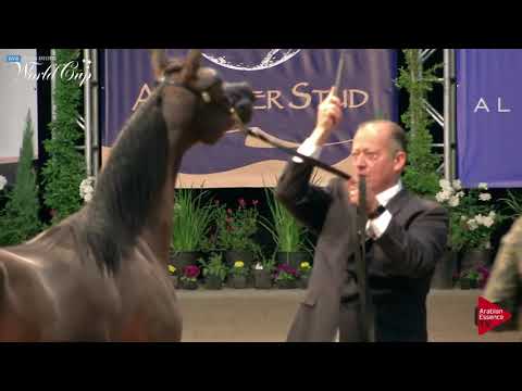 N.197 OFW JEWEL OF MARWAN - LAS VEGAS 2019 - Arabian World Cup Junior Fillies (Class 111B).mp4