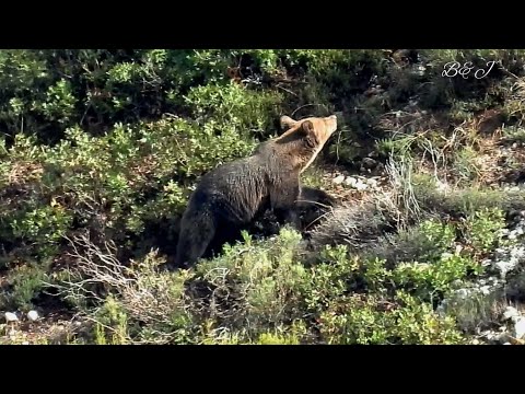 LOBO Y OSO PARDO: TENSA CONVIVENCIA EN NUESTRA CORDILLERA CANTABRICA (SEPTIEMBRE 2023)