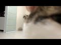 Gato Ronronando