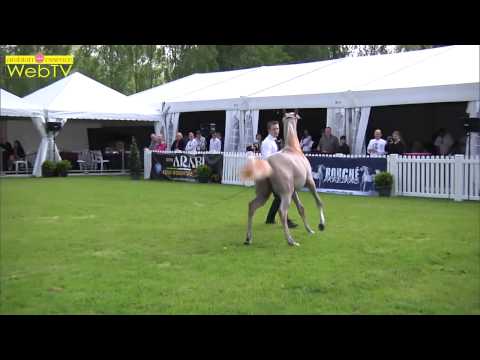 Bruges Arabian Horse Event 2013 - National Show