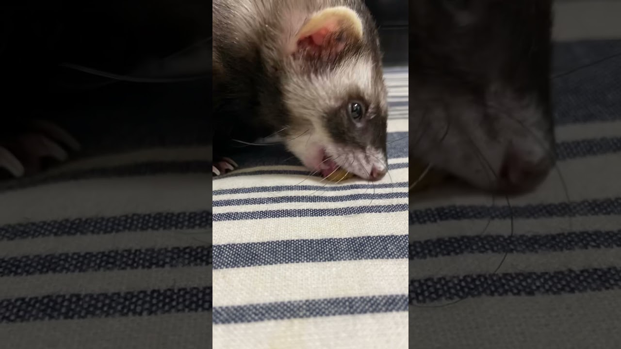 【咀嚼音】【ASMR】上手に砕いて食べるフェレット