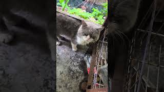 Download lagu kucing baka apa ni.jadi kucing jalanan mp3