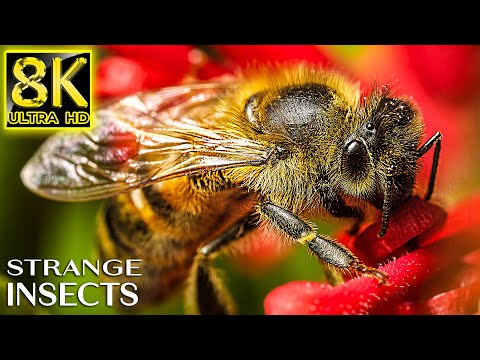 Strange Insects on Earth in 8K ULTRA HD - Animals The Planet with REAL Nature Sounds
