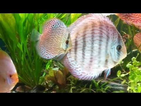 My Discus fish in a 250L planted tank