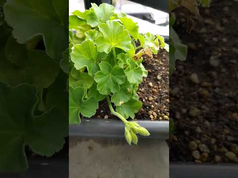 ゼラニウムの開花を長くする 秋の剪定が必要 春に枯れ葉を取り除く