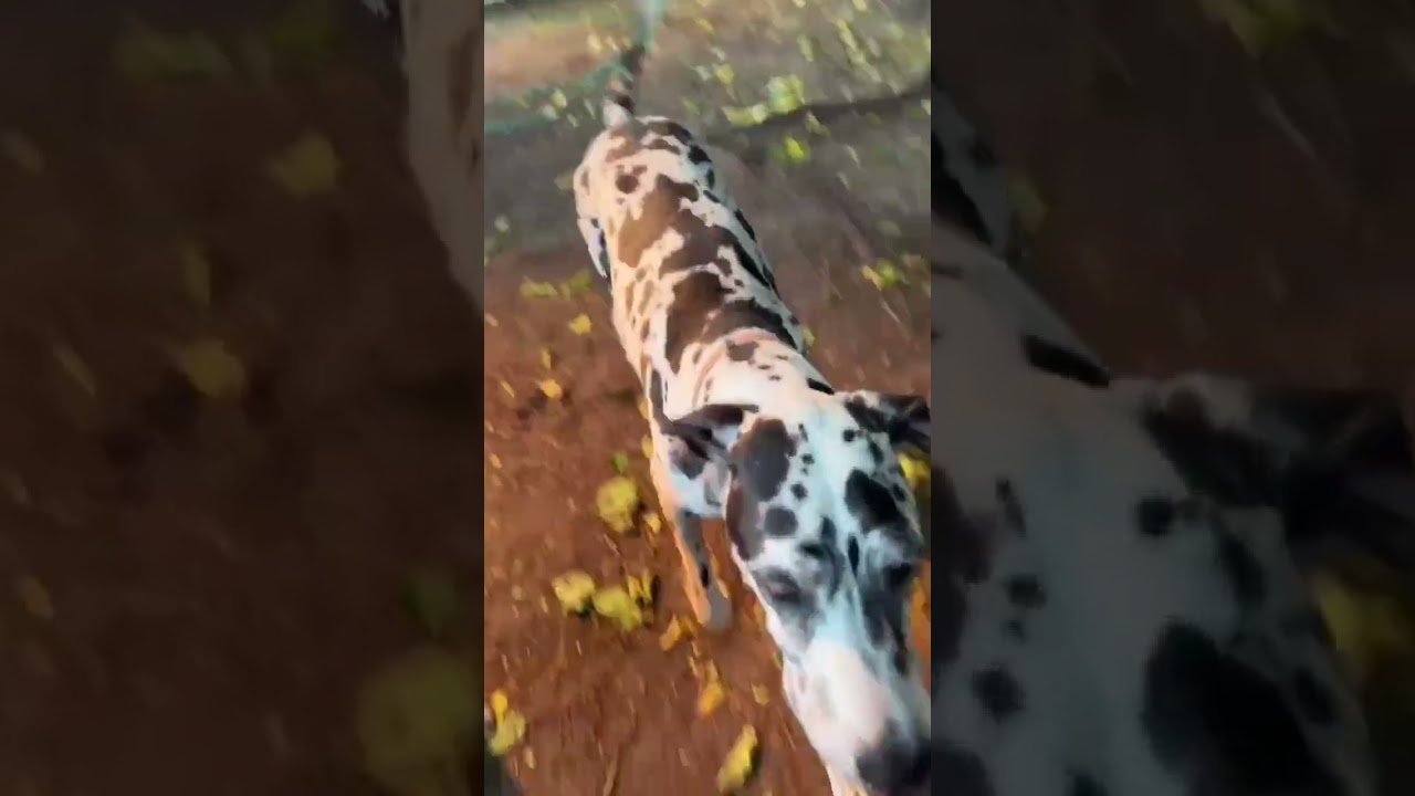 Miso, a Adoptable Great Dane in Citrus Heights, CA video 6/6