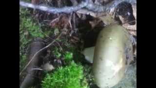 Barry Wedgle & Steve Lacy 'The Cure'