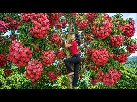 TIMELAPSE: Harvesting Millions of Fruits Lychee to Sell at Village Market | Hanna Daily Life